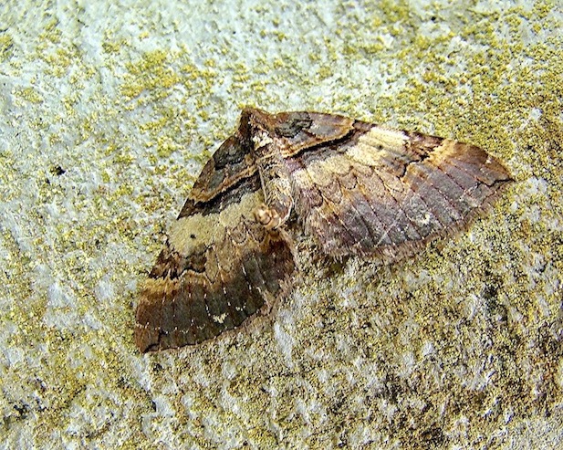 shoulder stripe